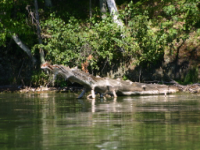 img_4988.jpg